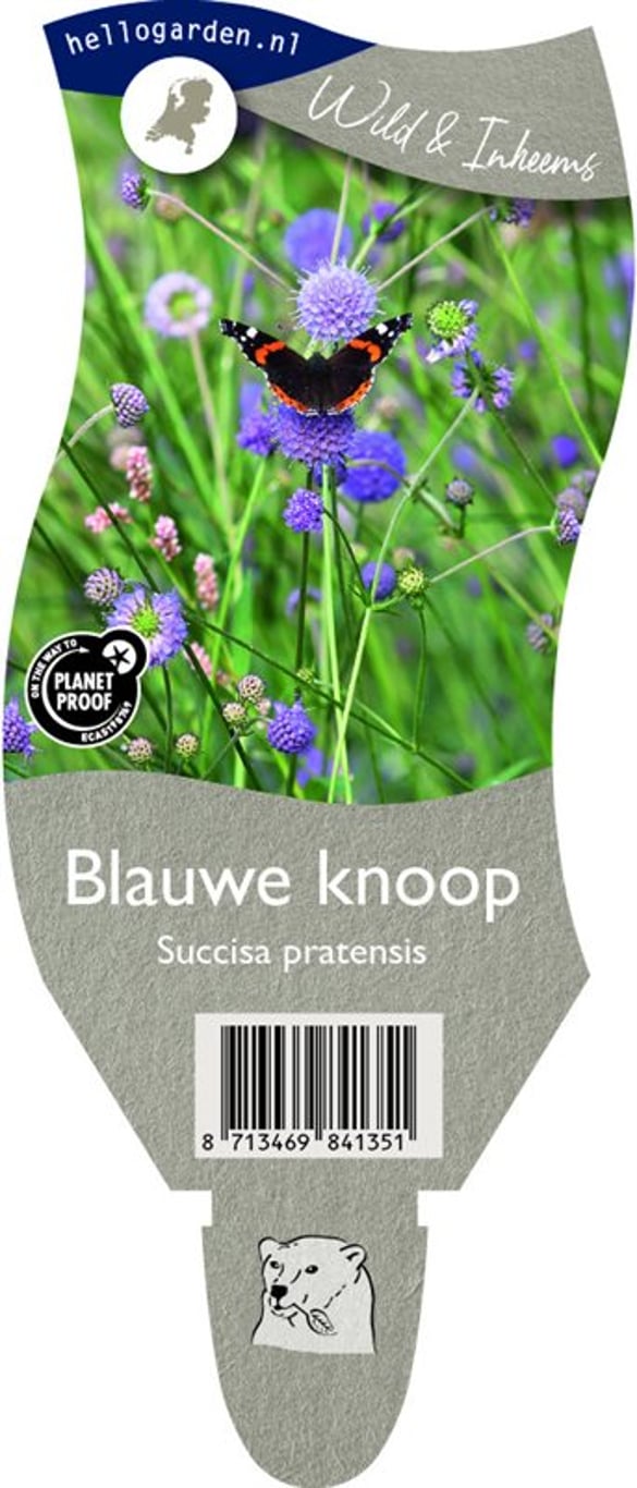 Succisa pratensis - P11